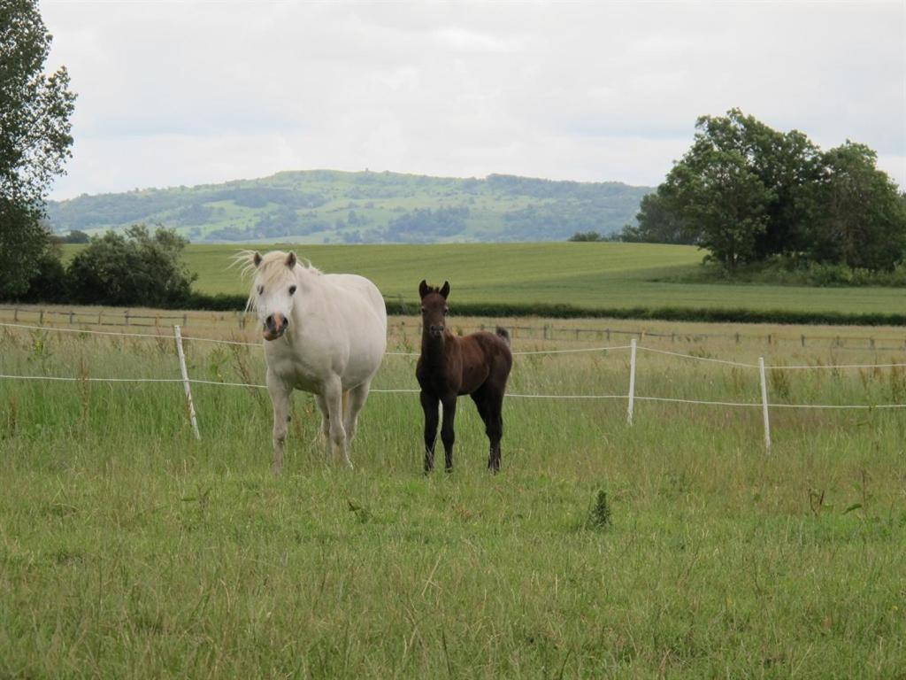 Bed & Breakfast Bluebell Farm